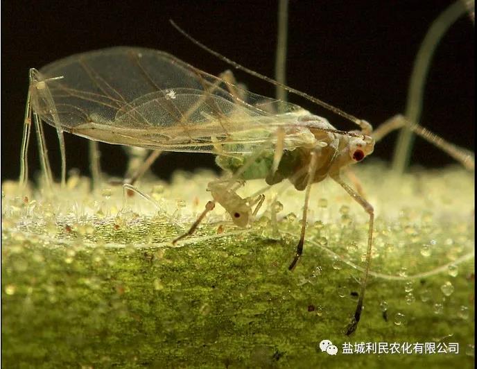 狠狠亚洲超碰狼人久久